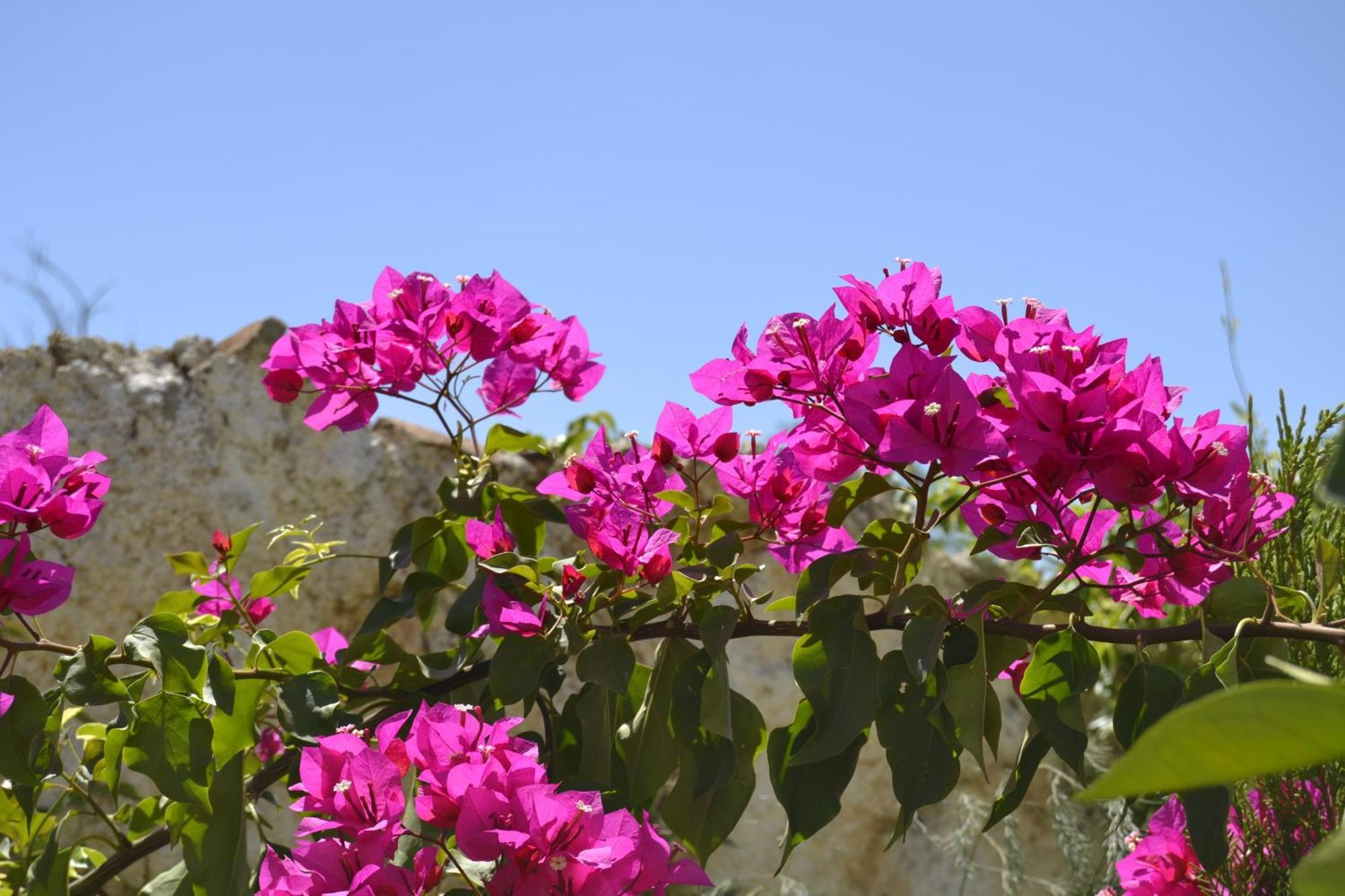 Casa Rural Tita Sacramento Hornachos ภายนอก รูปภาพ